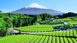 excursion Mont Fuji visite Tokyo sejour japon