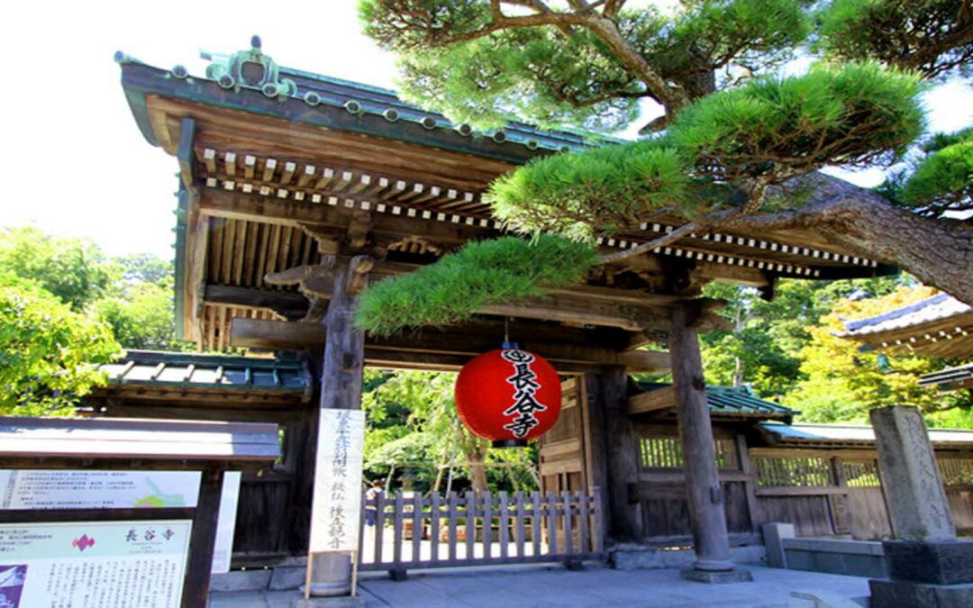 Hasedera