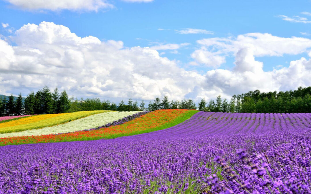 Furano