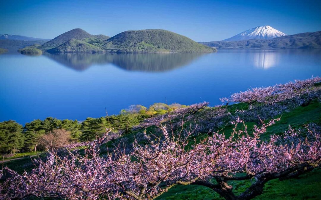Lac Toya