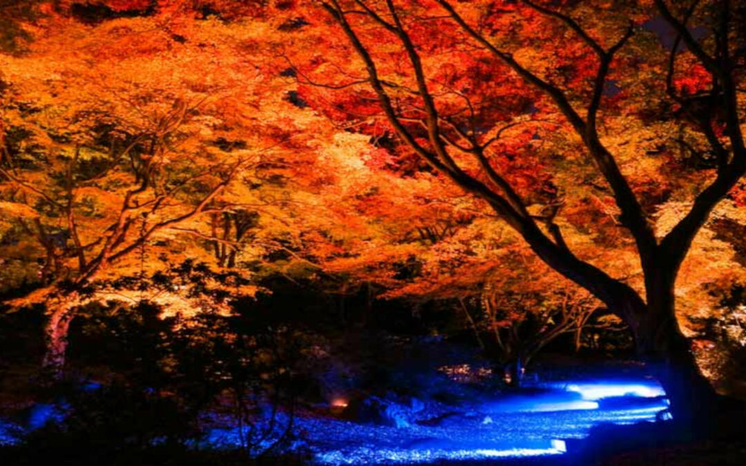 Contempler le « momiji » a Tokyo en 2020