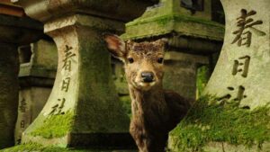 excursion visite guide Nara sejour japon