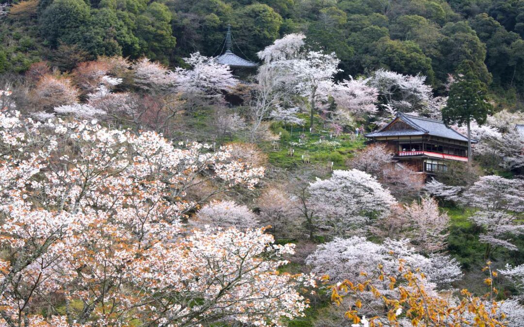 Nyoirin Ji