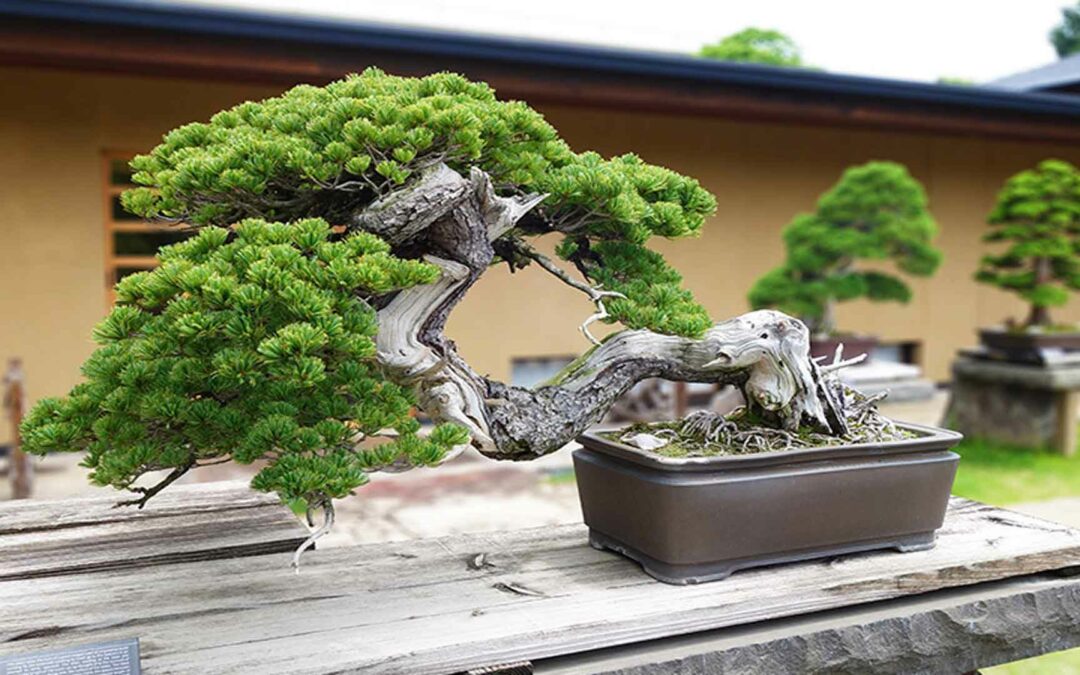 Omiya Bonsai Mura