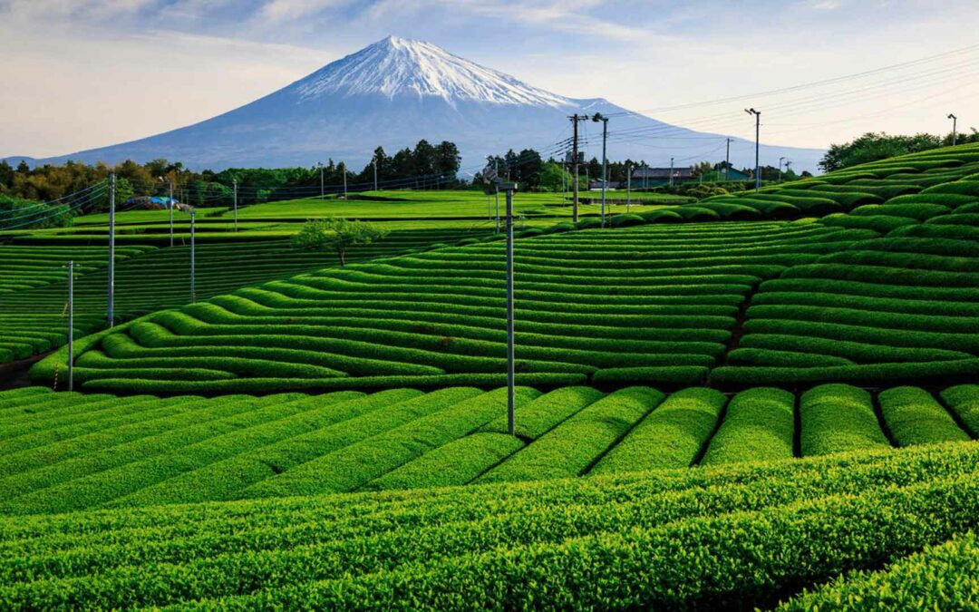 Shizuoka