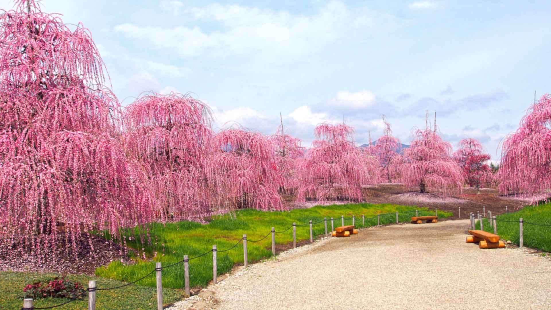 Floraison prunier japon sejour