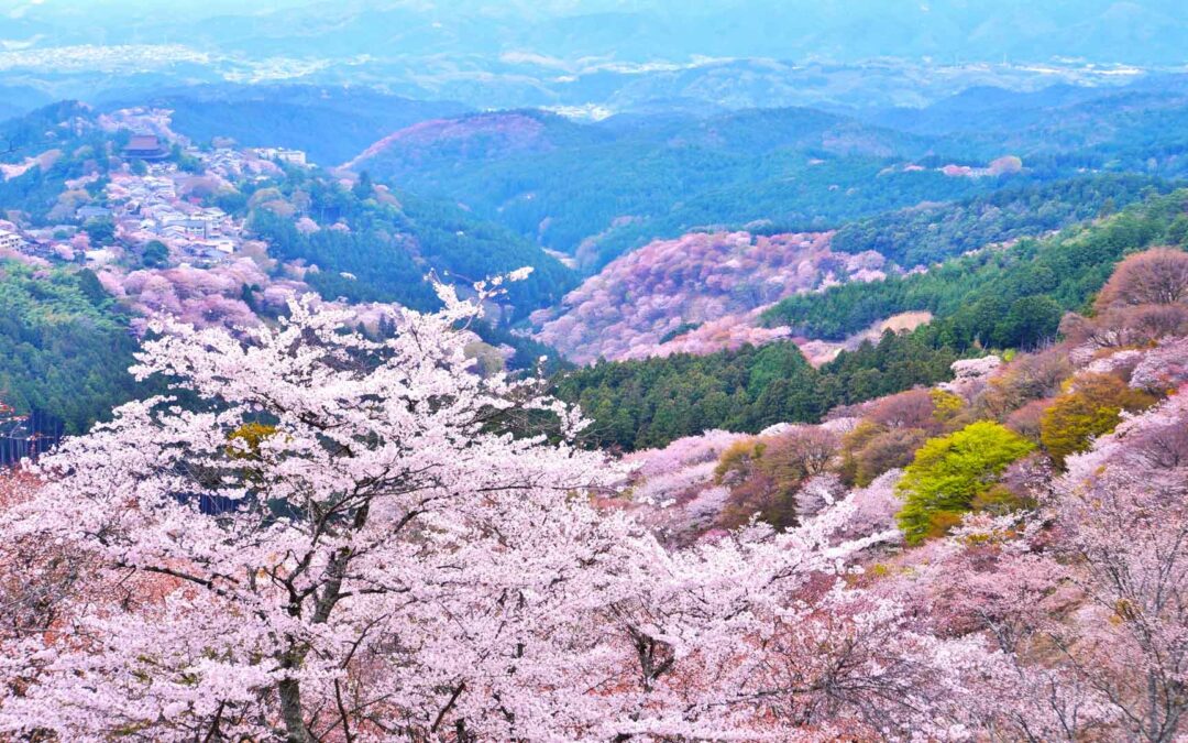 Yoshino